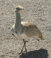 Houbara Bustard.jpg