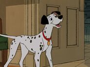 Pongo as Max