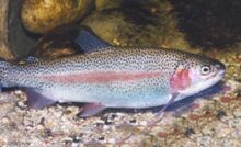 Rainbowtrout fig2.jpg