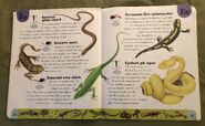 Reptiles and Amphibians Dictionary (8)