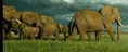 SRNGTI Elephants.png (1.2 MB)