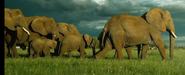 African Bush Elephants