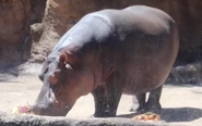 San Antonio Zoo Hippo