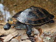 Turtle, Yellow-Spotted Amazon River.jpg