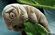 Tardigrade (Tardigrada Spallanzani)