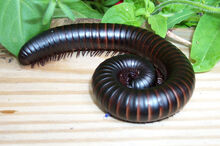 98 77 large millipedes 3.jpg