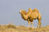 Wild Bactrian Camel as Jobaria
