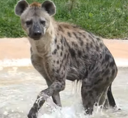 Spotted Hyena (Crocota crocuta)