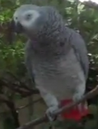 Dallas Zoo African Grey Parrot
