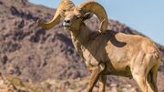 Desert bighorn sheep.jpg