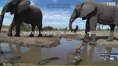 Elephants and Water.png (1.73 MB)