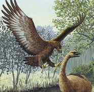 Haast's Eagle as Pteranodon