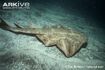 Angel Shark as Asterotrygon