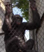 Jacksonville Zoo Bonobo