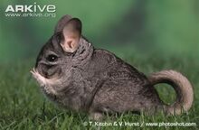 Long-tailed-chinchilla-grooming-.jpg
