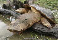 Mata-mata-matamata-turtle-climbing-onto-log-1318333