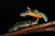 Newt, alpine.jpeg