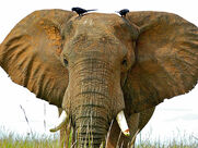 Petition To Stop the African Forest Elephants, the Asian Elephants, and the African Savanna Elephants From Going EXTINCT