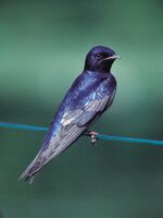 Purple martin.jpg