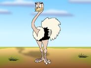 Rileys Adventures Southern Ostrich