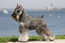 Schnauzer-Standard.jpg