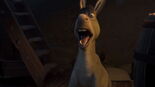 Donkey screams