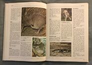 The Kingfisher Illustrated Encyclopedia of Animals (83)
