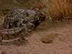 The Living Desert Horned Lizard