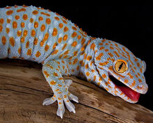 Tokay-gecko 2.jpg