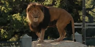 WBAZ Lion.png (1.9 MB) African Lion