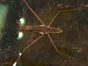 Water Strider.jpg