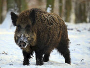 Wild Boar as Warthog