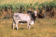 Zebu.jpg