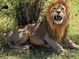 Masai Lion