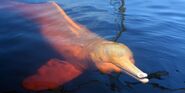 Amazon River Dolphin as Dolphin