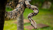 Boa Constrictor as Sedusa