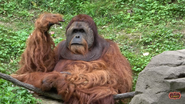 Cincinnati Zoo Orangutan (V2)