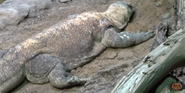 Forth Worth Zoo Komodo Dragon