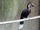 Black-Casqued Hornbill