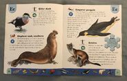 Polar Animals Dictionary (7)