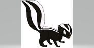 Striped Skunk