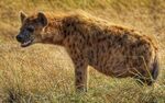 Spotted hyena