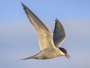 Tern, Arctic (V2)