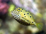 Yellow Boxfish