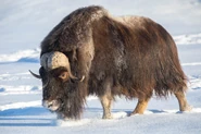 Muskox as Panda