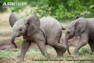 African-elephant-calves-playing