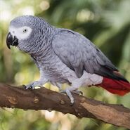 African Grey Parrot