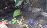 Akron Zoo Poison Dart Frogs