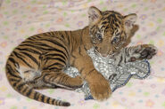 Baby Bengal Tiger