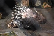 Malayan Porcupine as Ima Goodlady